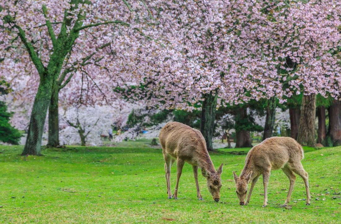 Featured image for “Nara in One Day: What To See In One Day In Japan”